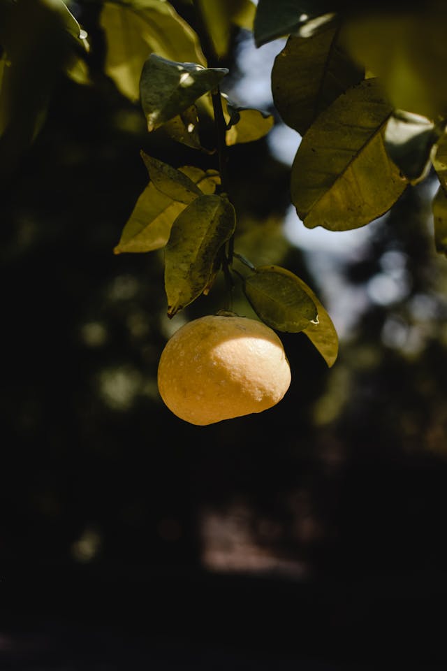 Organic Fruits and Vegetables